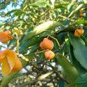 Euonymus myrianthus fruit